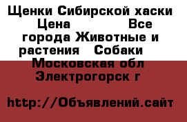 Щенки Сибирской хаски › Цена ­ 18 000 - Все города Животные и растения » Собаки   . Московская обл.,Электрогорск г.